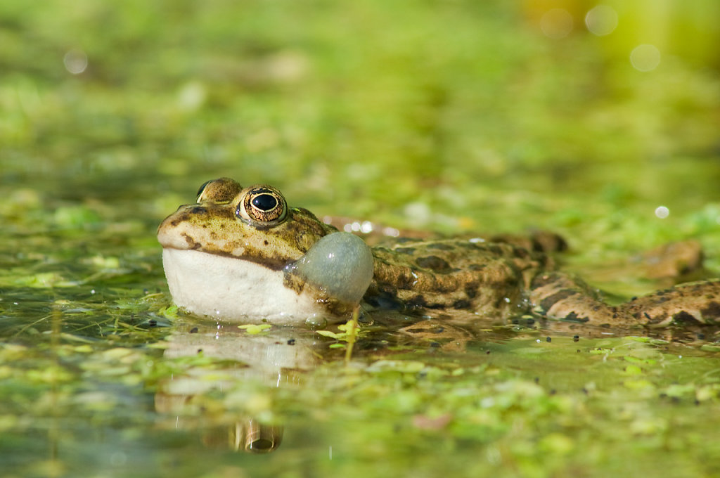 frosch1.jpg